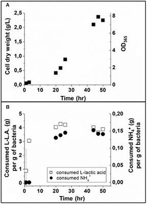 A Method for Producing Highly Pure Magnetosomes in Large Quantity for Medical Applications Using Magnetospirillum gryphiswaldense MSR-1 Magnetotactic Bacteria Amplified in Minimal Growth Media